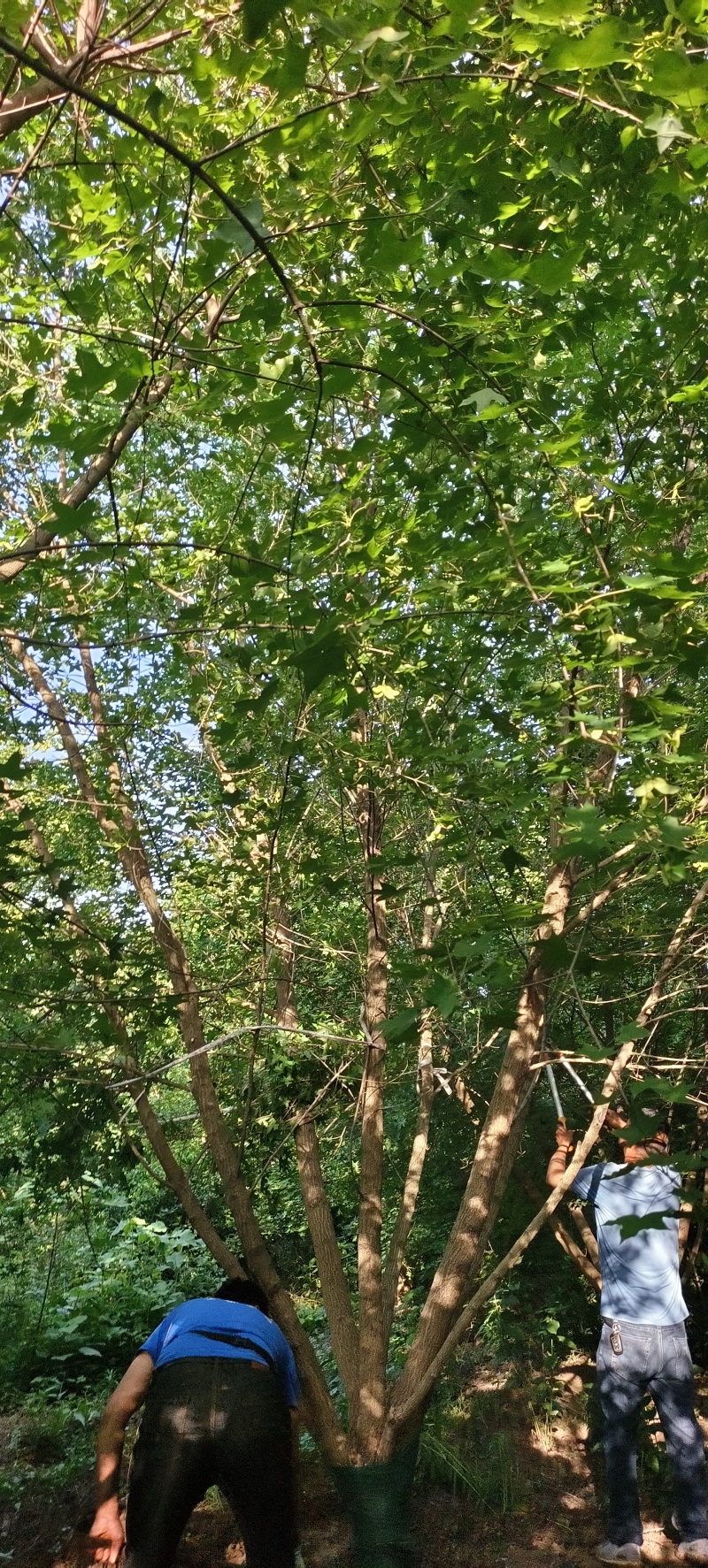 低分枝五角枫，十四到二十公分，黄土地移栽定植，树形优美，