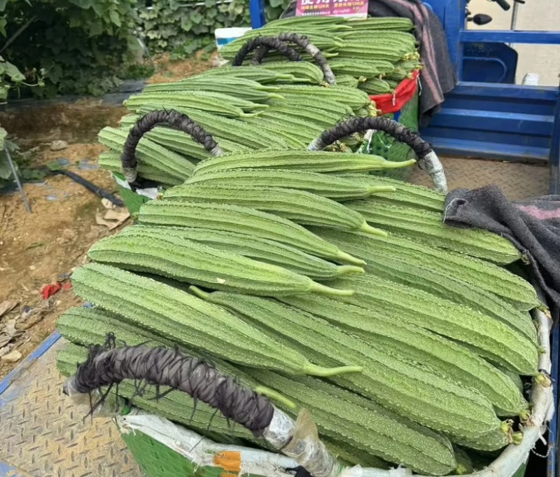 贵州安顺精品鲜嫩长丝瓜条形匀称产地直供生鲜货源