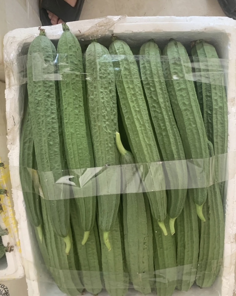 贵州安顺精品鲜嫩长丝瓜条形匀称产地直供生鲜货源