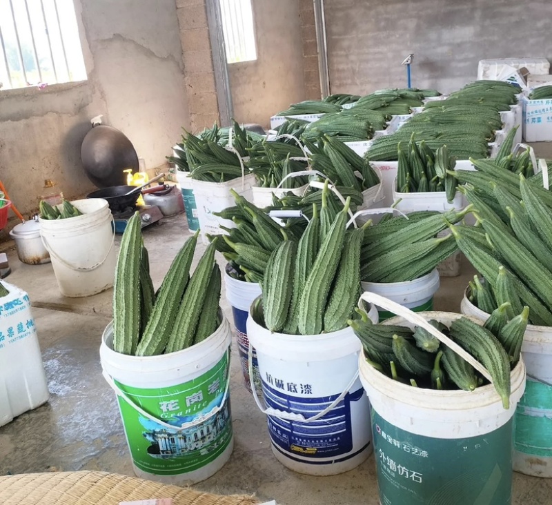 贵州安顺精品鲜嫩长丝瓜条形匀称产地直供生鲜货源