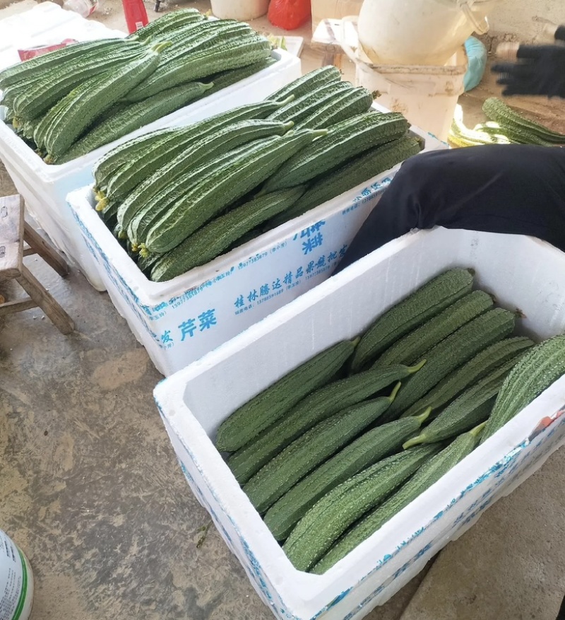 贵州安顺精品鲜嫩长丝瓜条形匀称产地直供生鲜货源