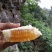 東飞野生蜂蜜