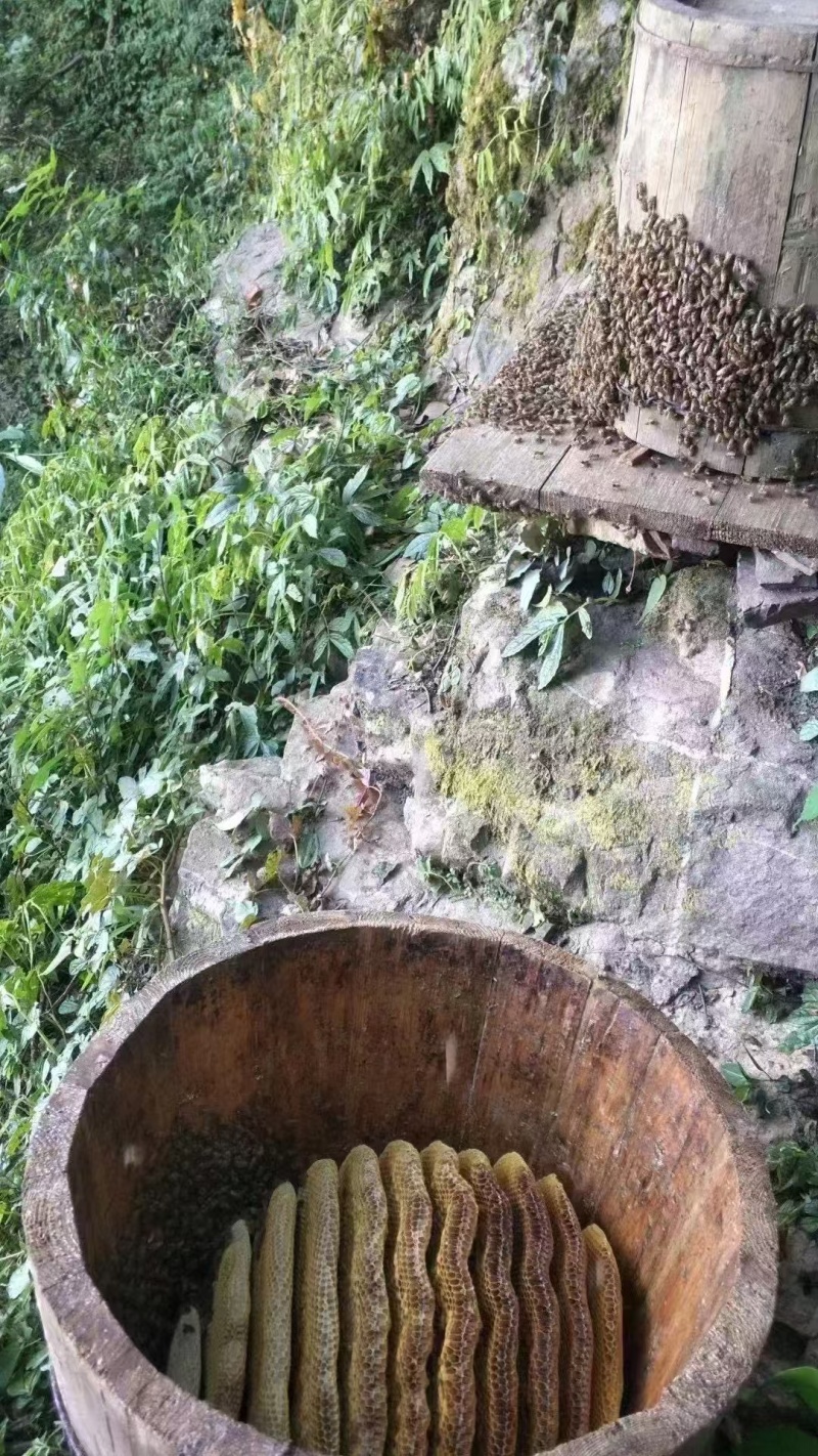 東飞野生蜂蜜