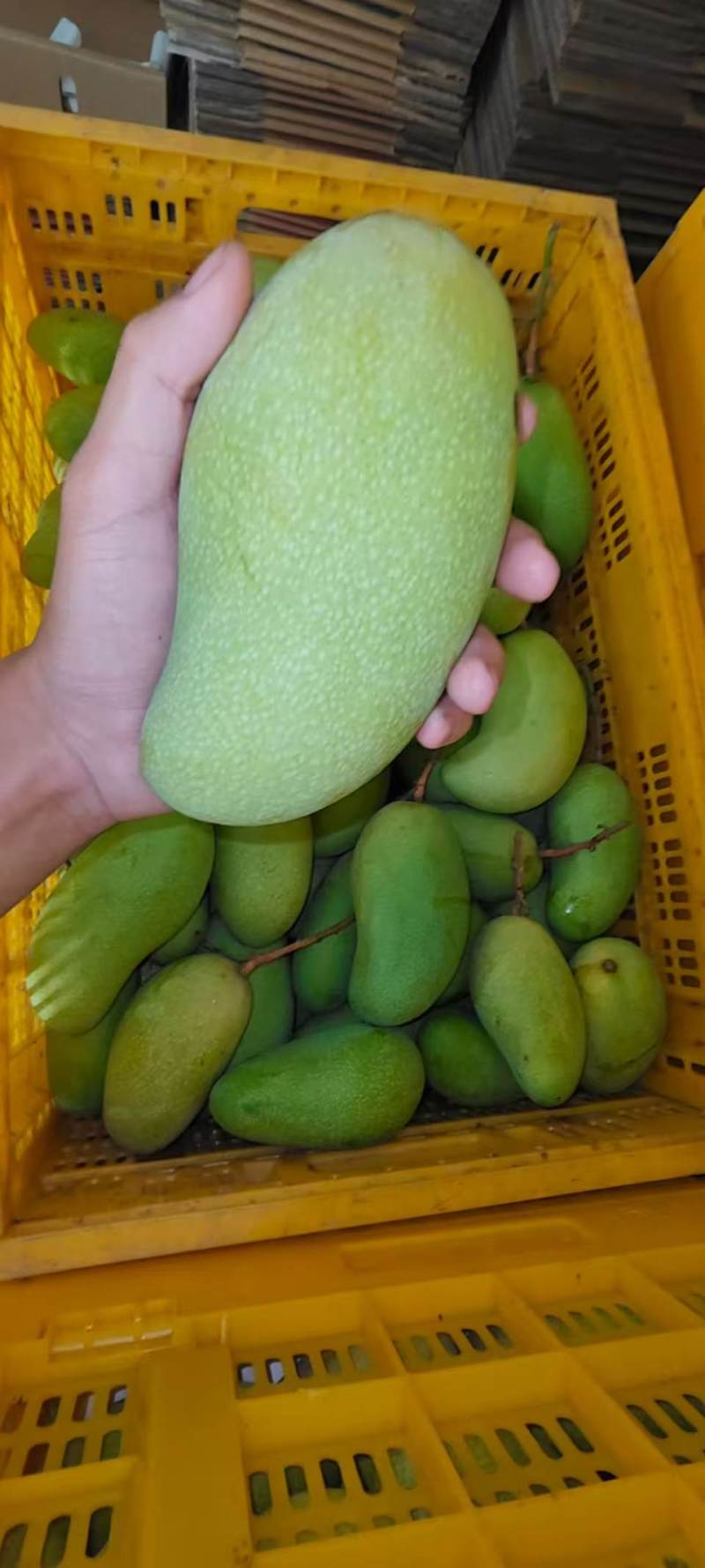 金煌芒果