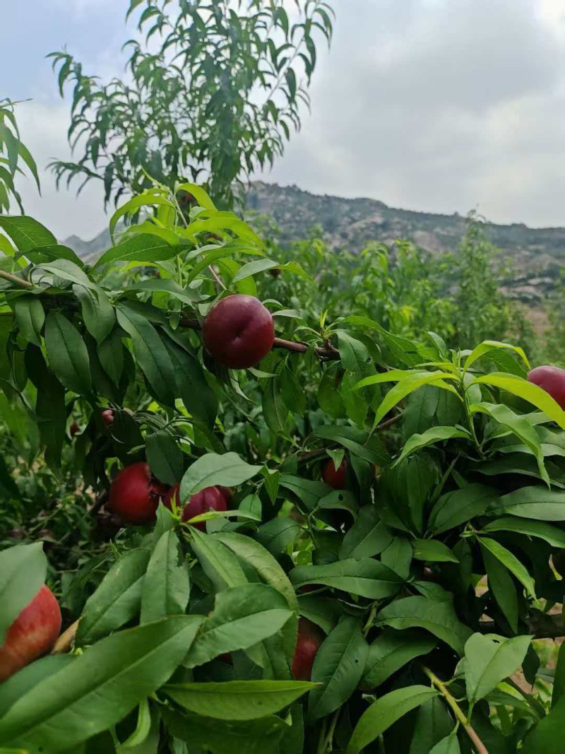 【热卖】珍珠枣油桃产地直发保质保量口感脆甜