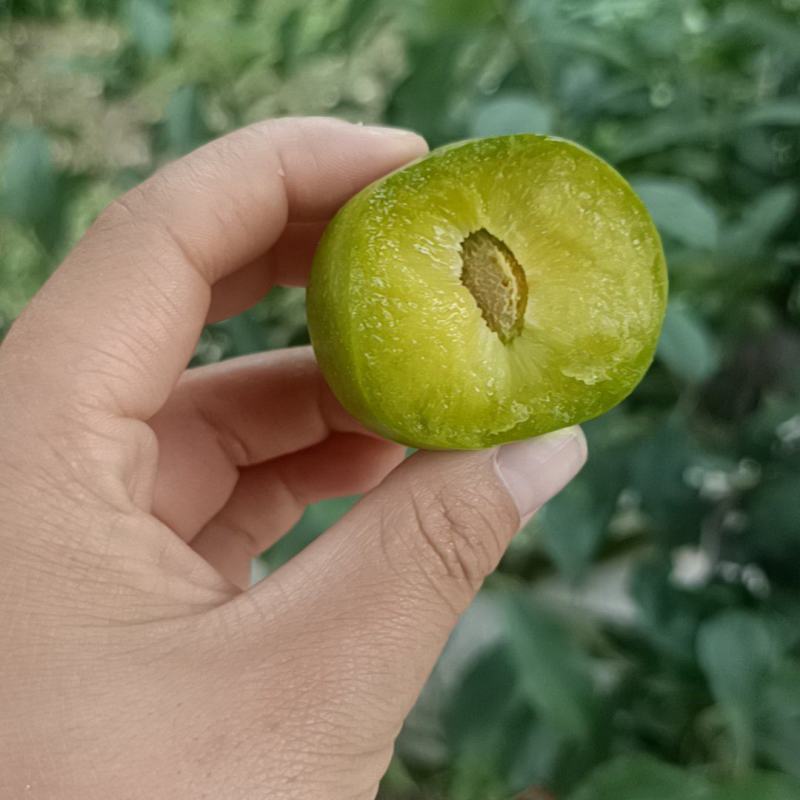 茂县青脆李