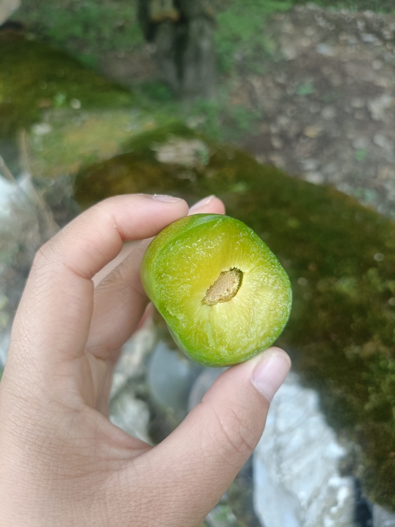 茂县青脆李