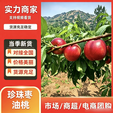 【热卖】珍珠枣油桃产地直发保质保量口感脆甜