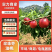 【热卖】珍珠枣油桃产地直发保质保量口感脆甜