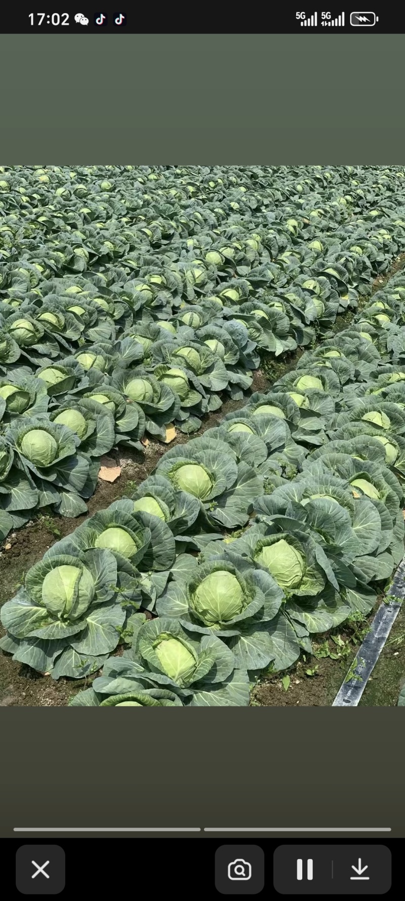 本地露天甘蓝集中出货现拉现砍货源充沛诚信可靠