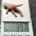 922B凤爪平均34.35左右，有意私我