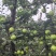 昭通青苹果