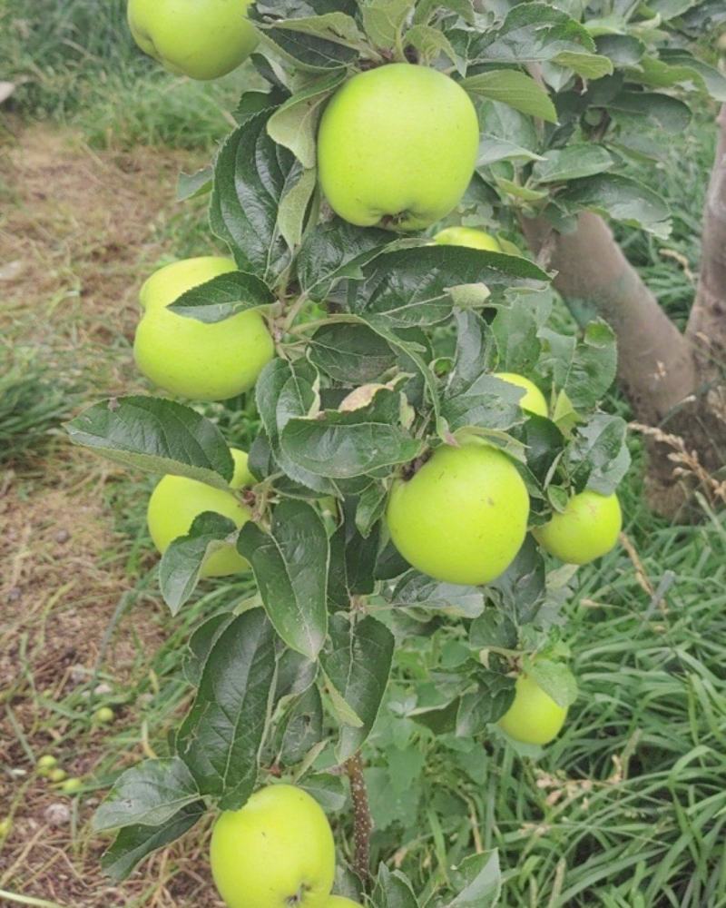 昭通青苹果