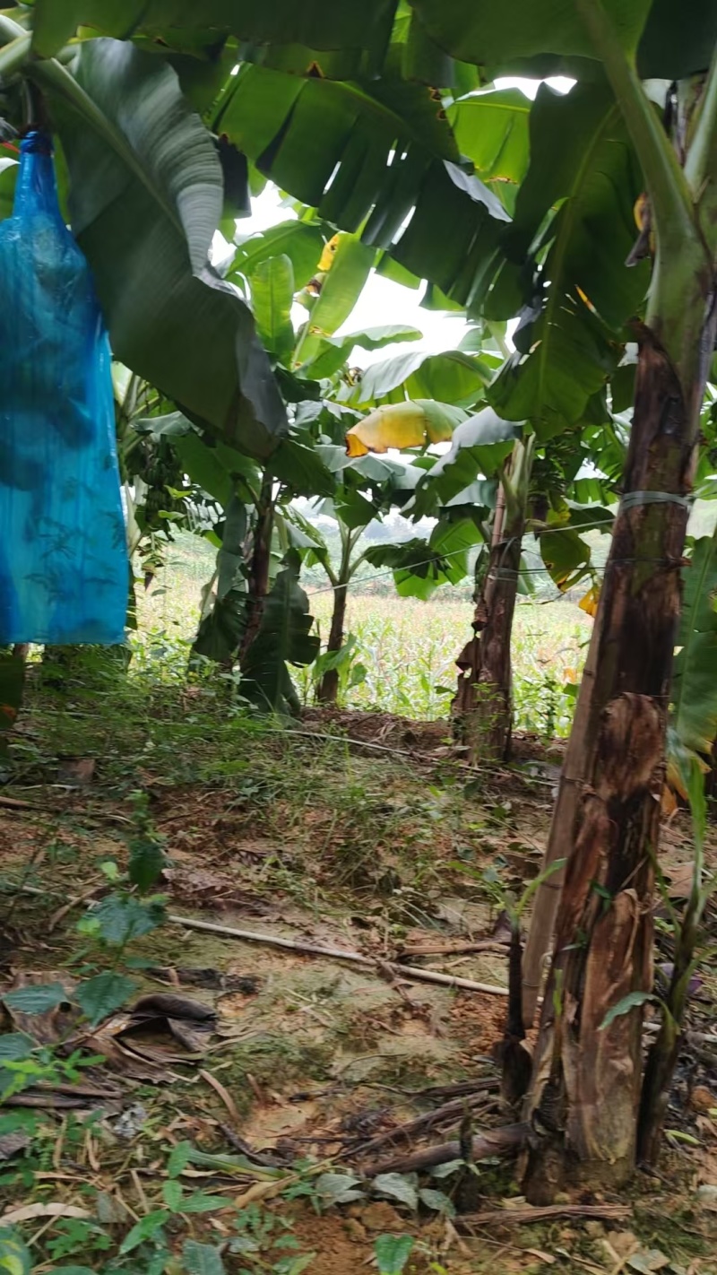 广两出产香蕉待嫁。田头地里现摘现卖。