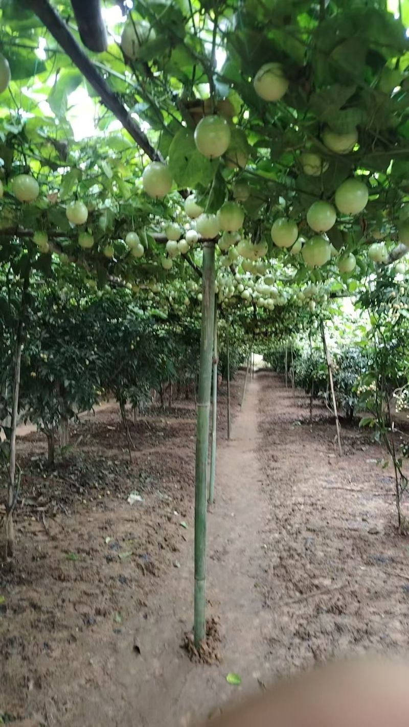 云南高山亲蜜9号百香果