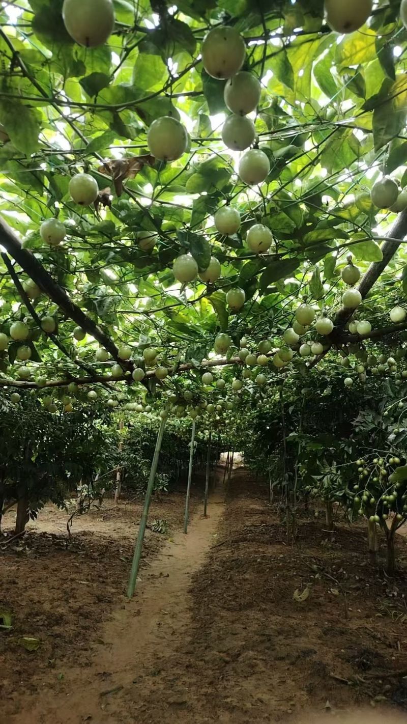 云南高山亲蜜9号百香果