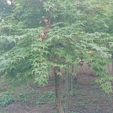 红枫树
