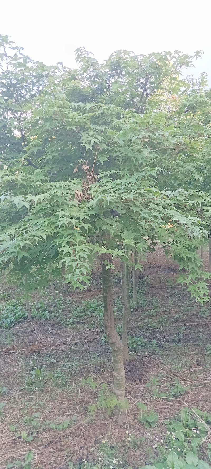 红枫树