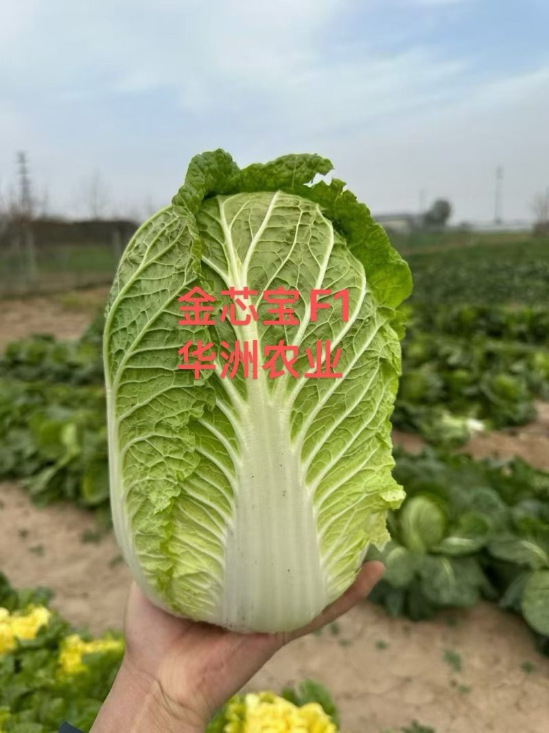 君川美格羞月626金芯宝黄心白菜种子抗根肿黄心矮颗