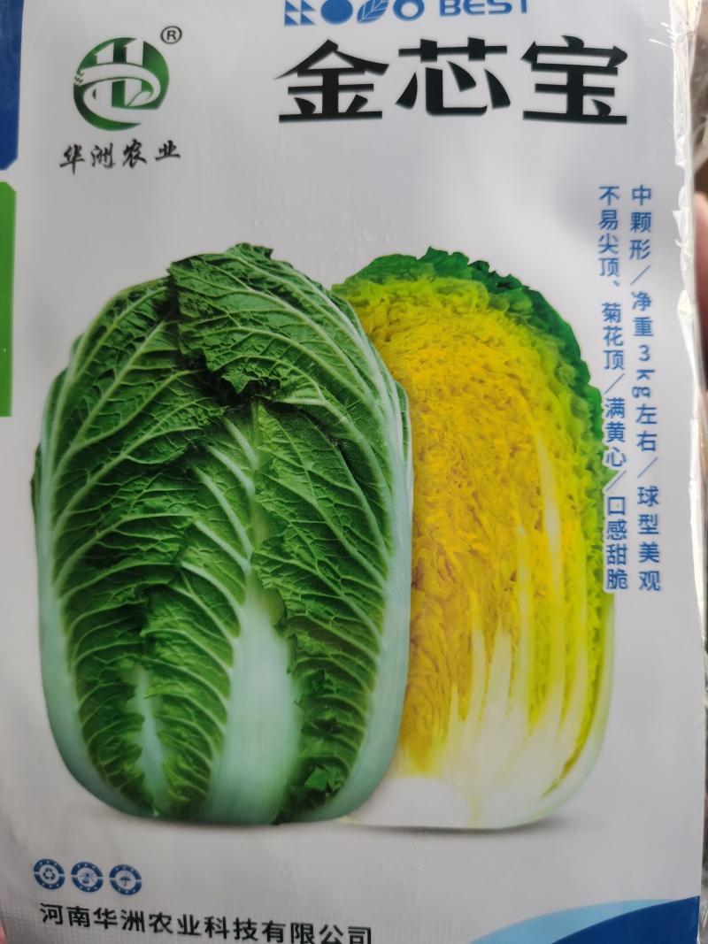 君川美格羞月626金芯宝黄心白菜种子抗根肿黄心矮颗
