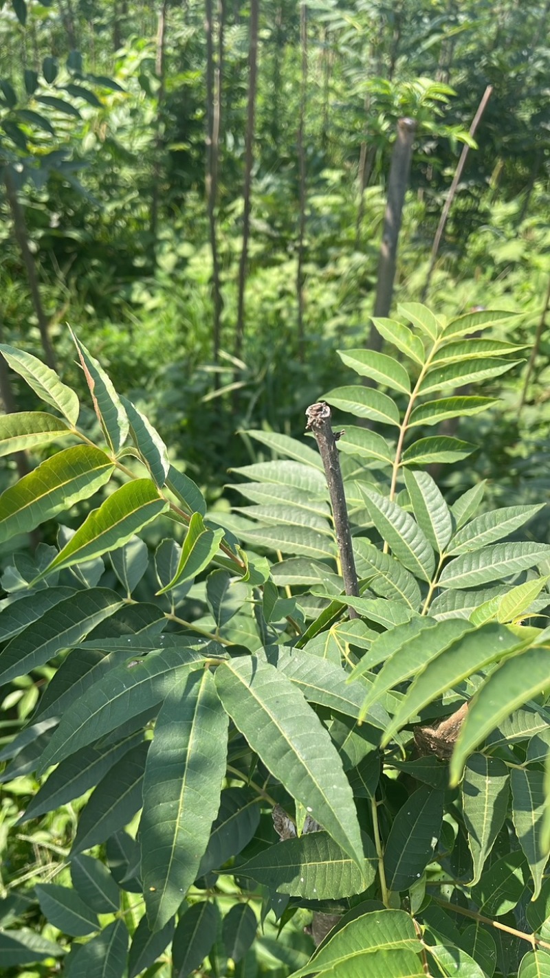 香椿牙
