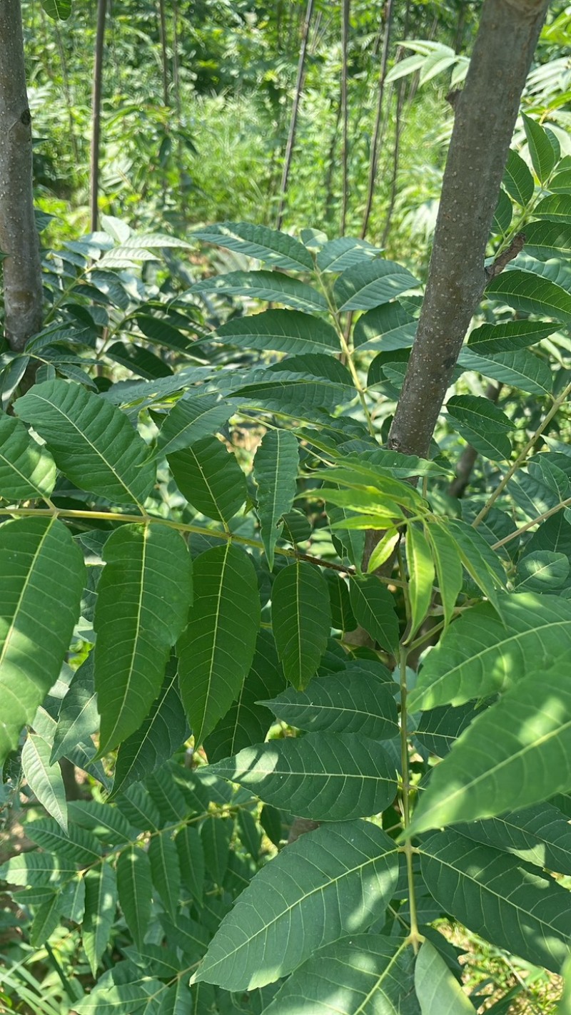 香椿牙