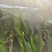 宁夏螺丝椒高通货。毛毛钱