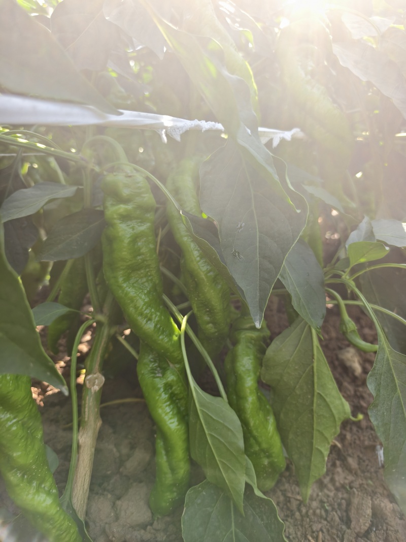 宁夏螺丝椒高通货。毛毛钱