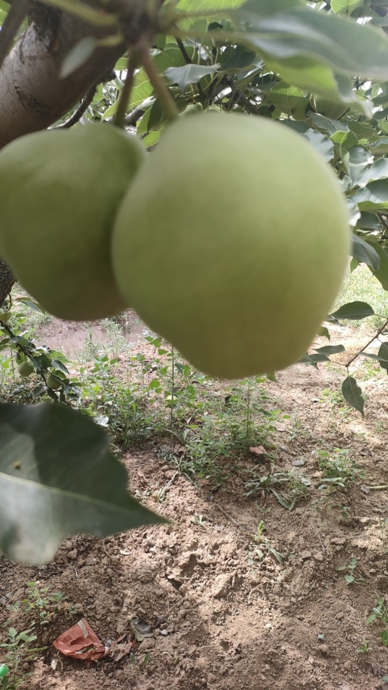 陕西蒲城早酥梨大量供货中