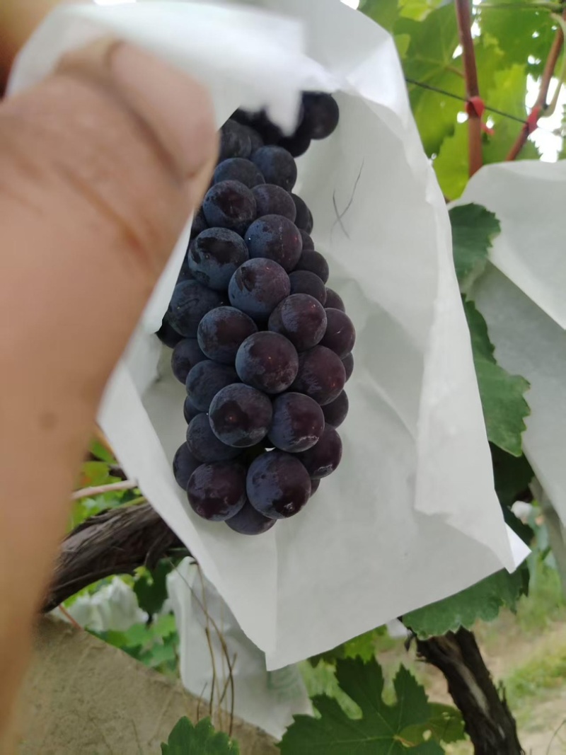夏黑