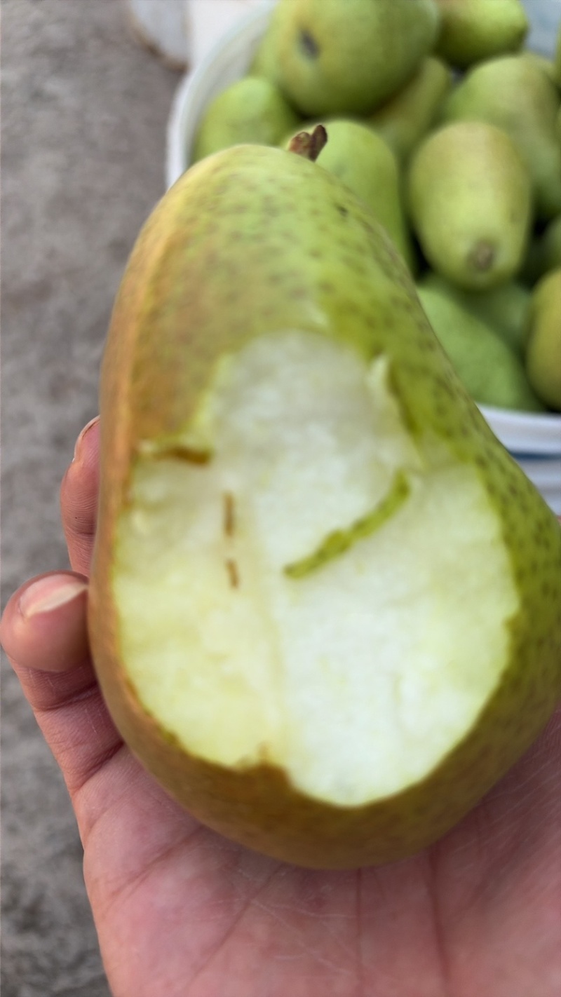 巴梨原产地万亩种植精品果每天农户新鲜采摘