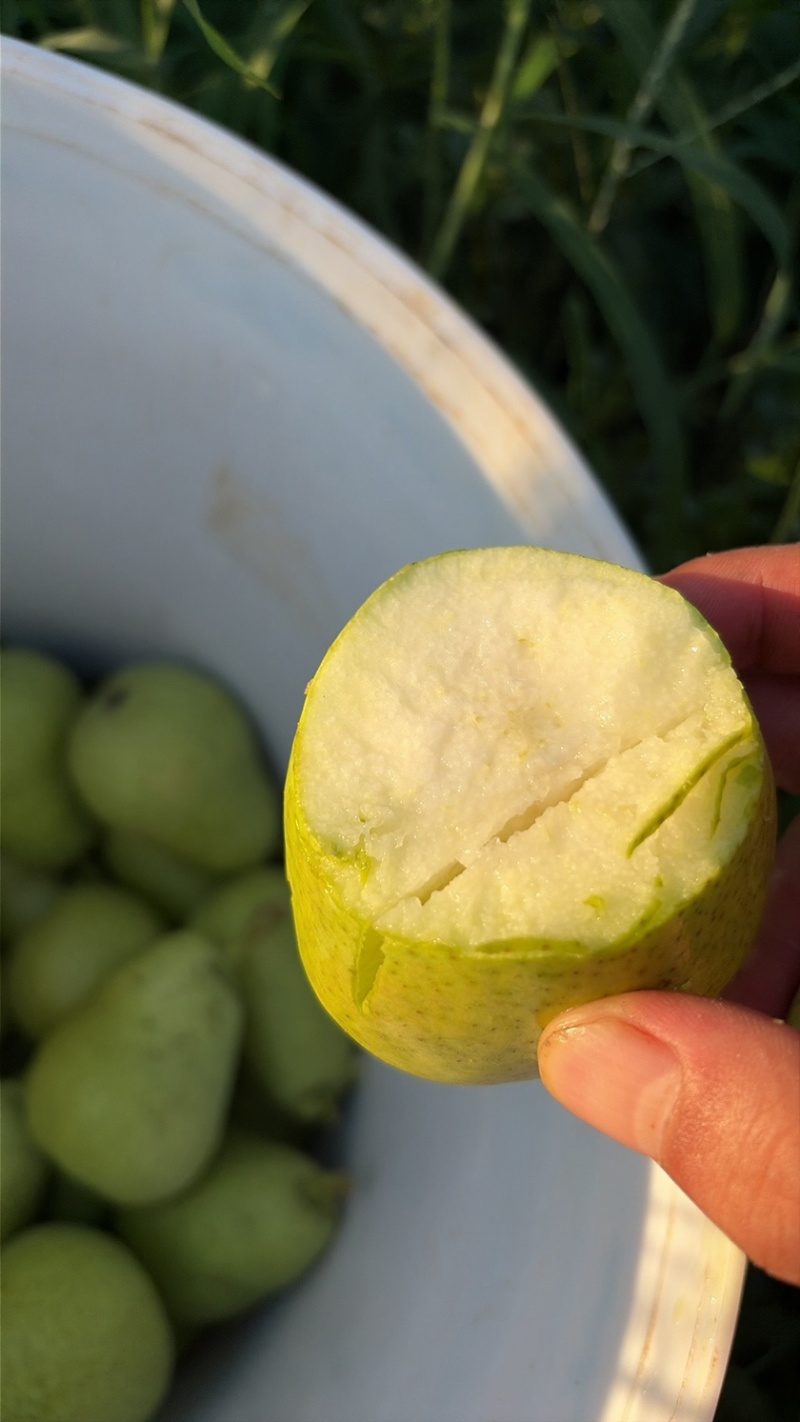 巴梨原产地万亩种植精品果每天农户新鲜采摘