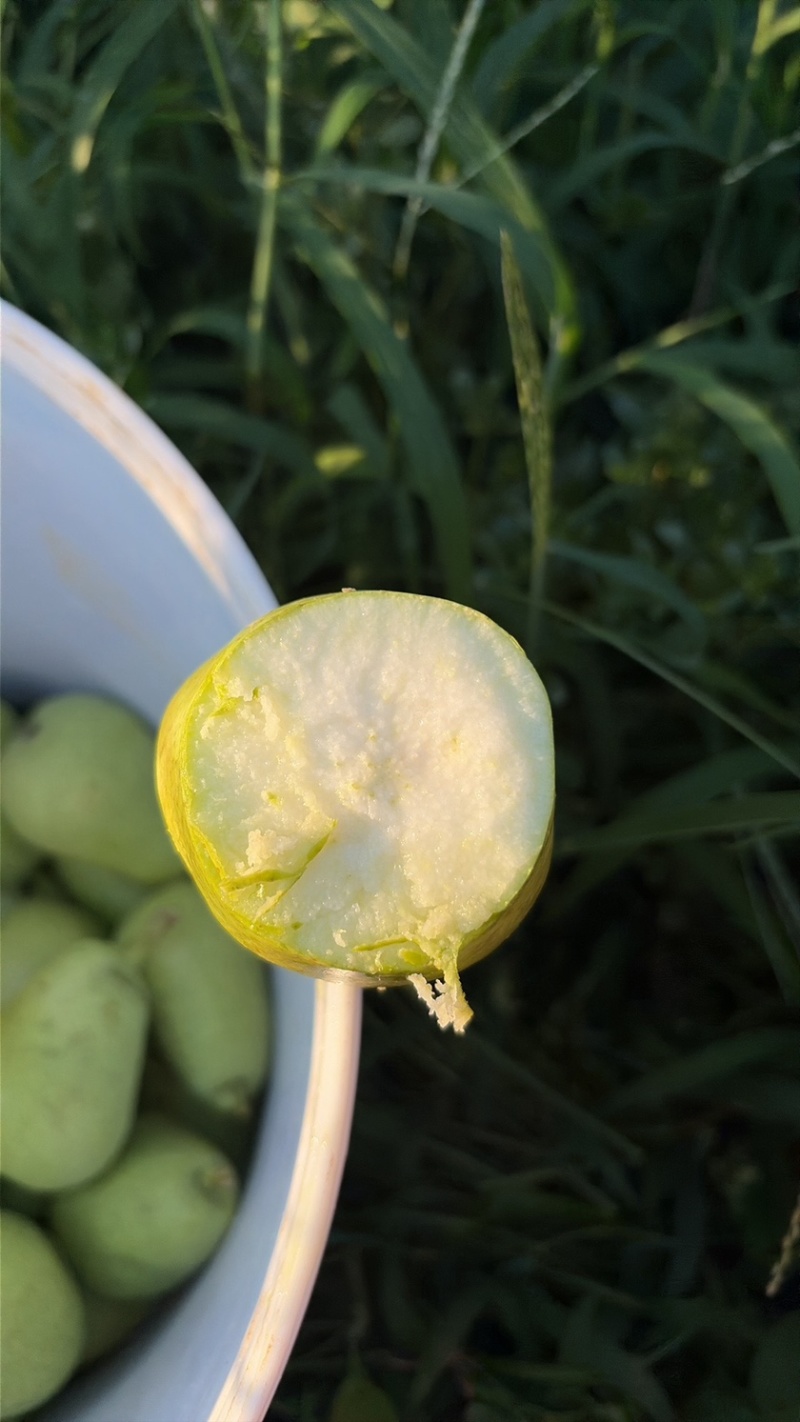 巴梨原产地万亩种植精品果每天农户新鲜采摘