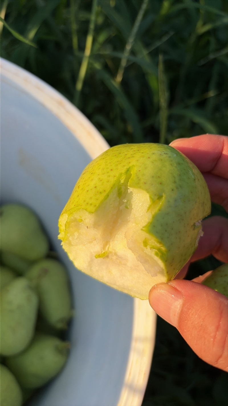 巴梨原产地万亩种植精品果每天农户新鲜采摘