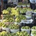 巴梨原产地万亩种植精品果每天农户新鲜采摘