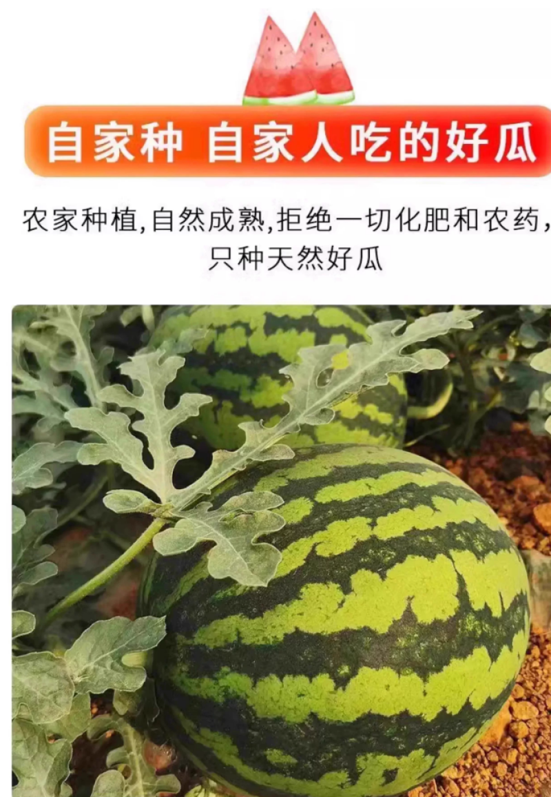 陕西美都无籽麒麟西瓜批发零售供应超市水果店拖板车等
