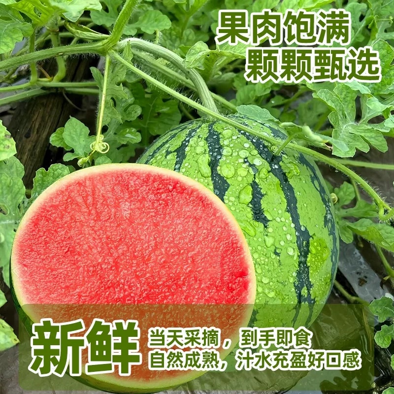 陕西美都无籽麒麟西瓜批发零售供应超市水果店拖板车等