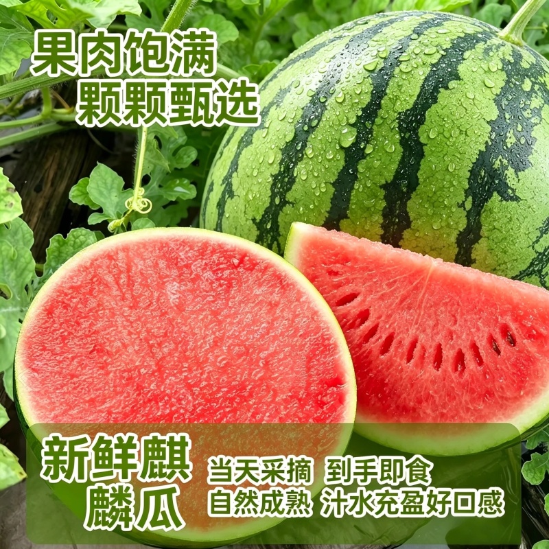 陕西美都无籽麒麟西瓜批发零售供应超市水果店拖板车等