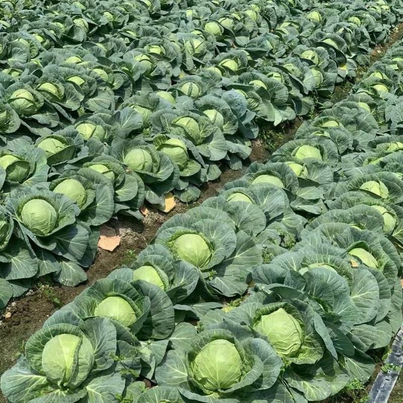 本地圆甘蓝批量上市，保质保量现砍现拉