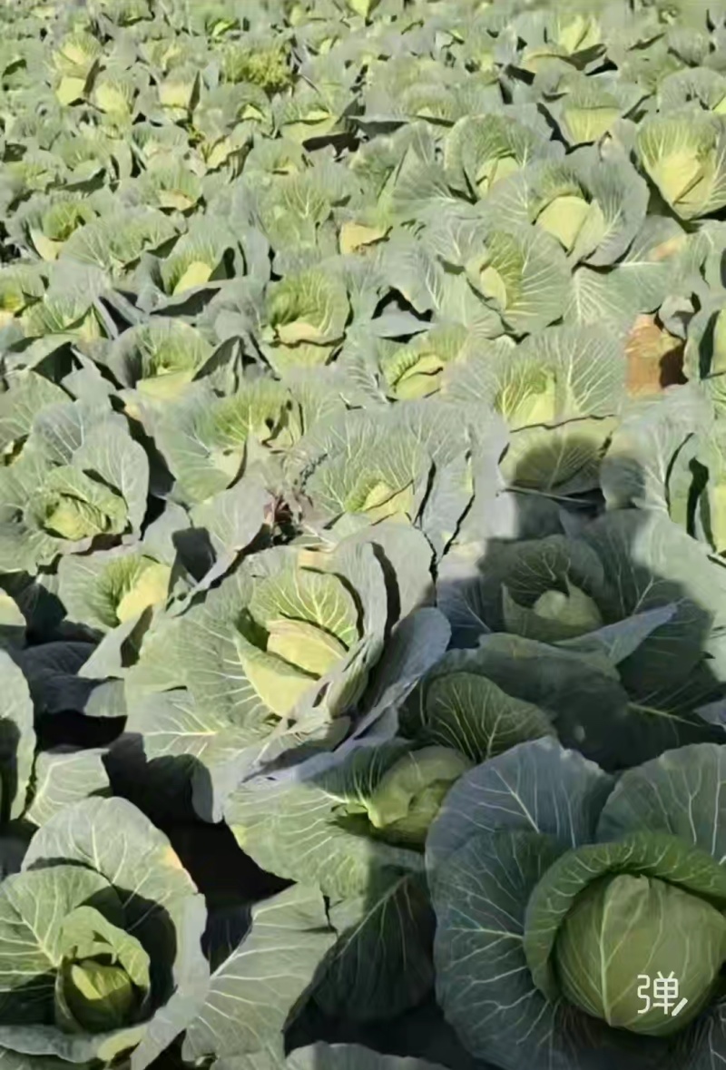 本地圆甘蓝批量上市，保质保量现砍现拉
