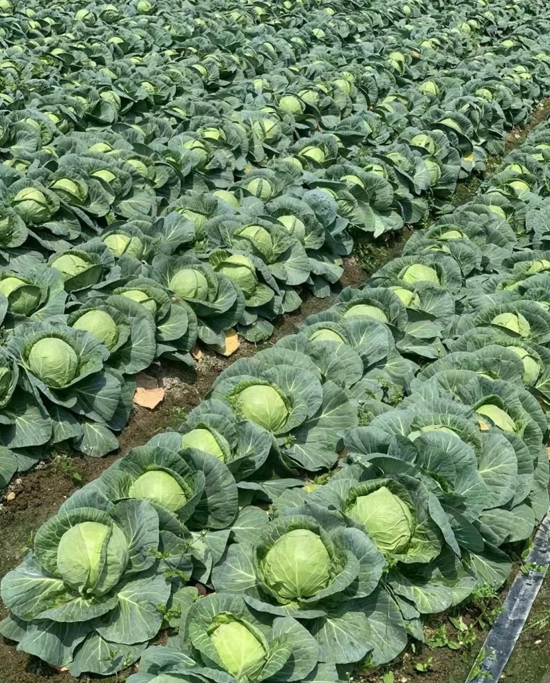 本地圆甘蓝批量上市，保质保量现砍现拉