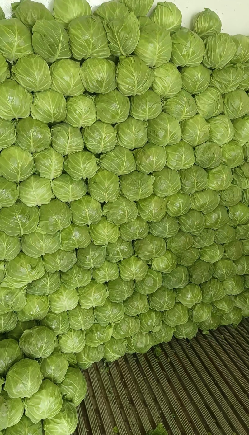 本地圆甘蓝批量上市，保质保量现砍现拉