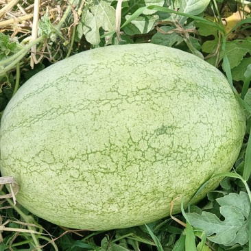 头茬西瓜