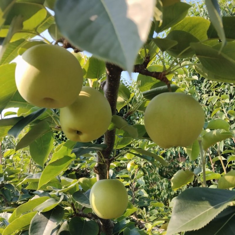 黄金梨