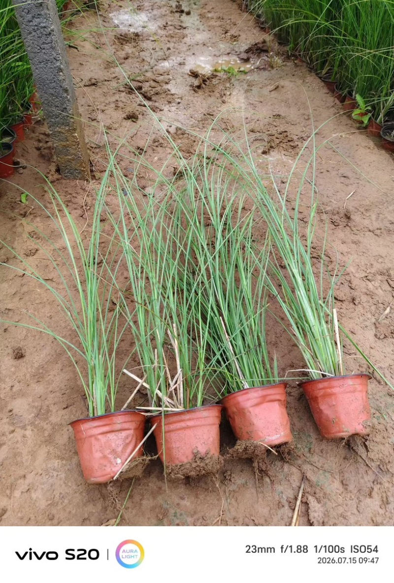 细叶芒种植基地园林绿化工程苗观赏草
