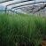 细叶芒种植基地园林绿化工程苗观赏草