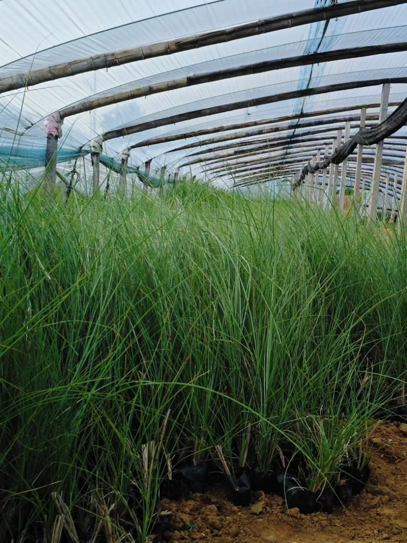 细叶芒种植基地园林绿化工程苗观赏草