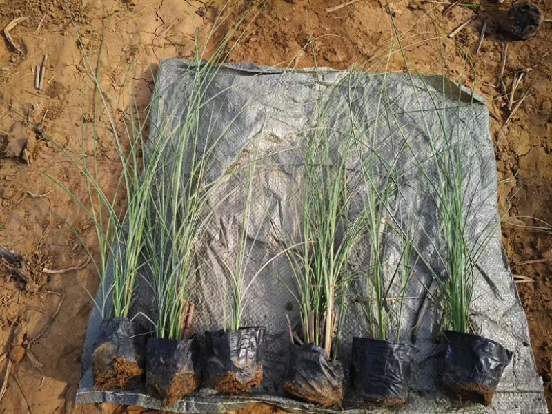 细叶芒种植基地园林绿化工程苗观赏草