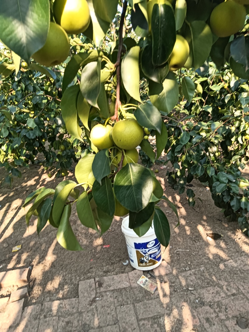 黄冠梨。快要成熟欢迎大家光临