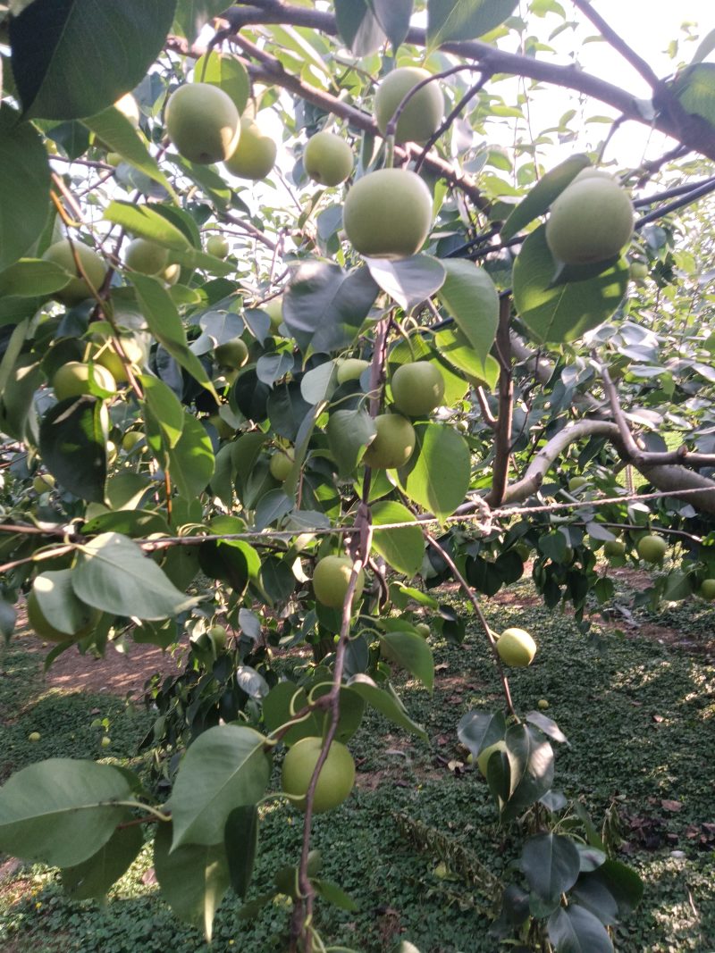 黄冠梨。快要成熟欢迎大家光临